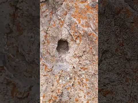 ????? ??? ???? ?? ???